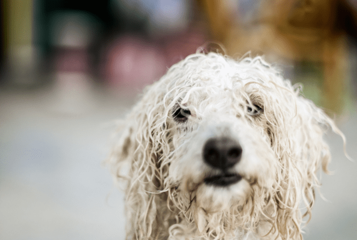 Cómo Proteger a tu Perro en Verano