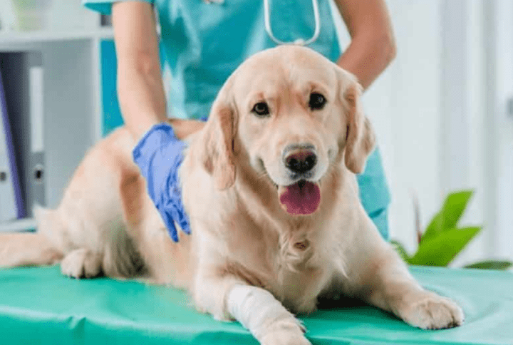 Artritis en Perros: Cómo Aliviar el Dolor y Mejorar su Calidad de Vida.