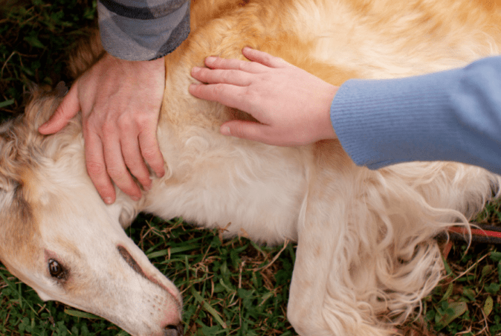 Gastritis en Perros: Síntomas, Causas y Cómo Aliviar a Tu Mejor Amigo