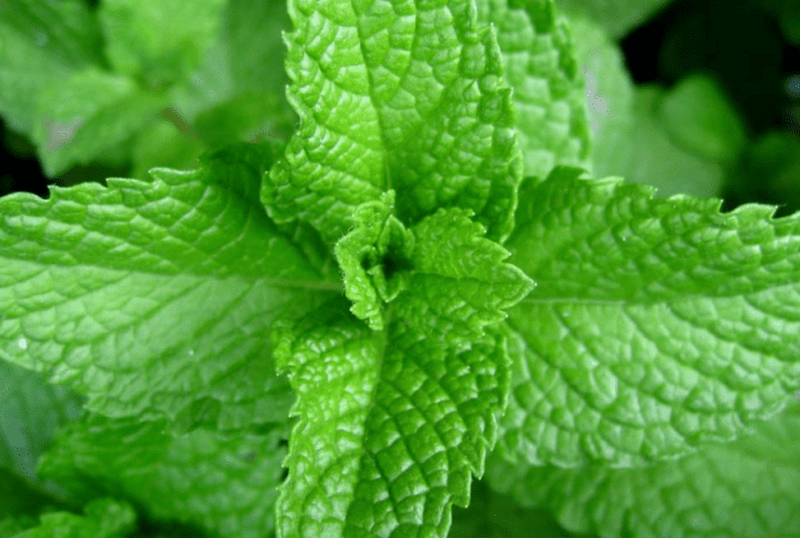 Menta Piperita para Perros: Beneficios y Precauciones