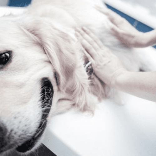 Insuficiencia Renal en Perros: Detección Temprana y Cuidados Especiales.