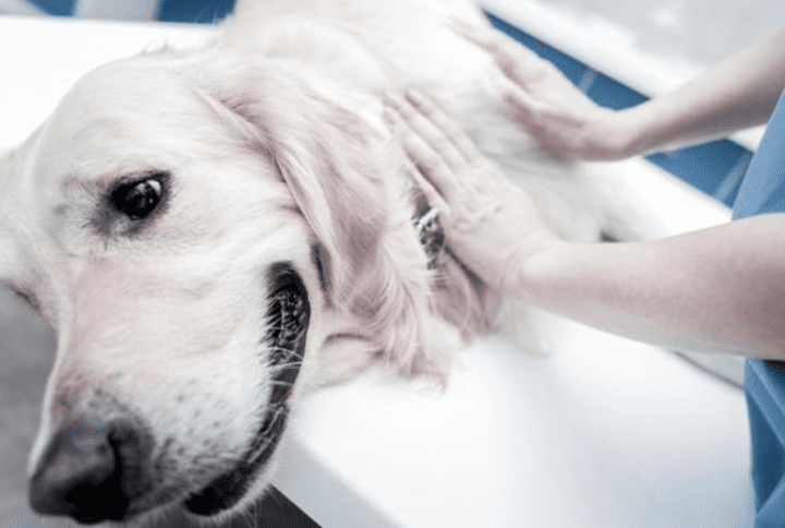 Insuficiencia Renal en Perros: Detección Temprana y Cuidados Especiales.