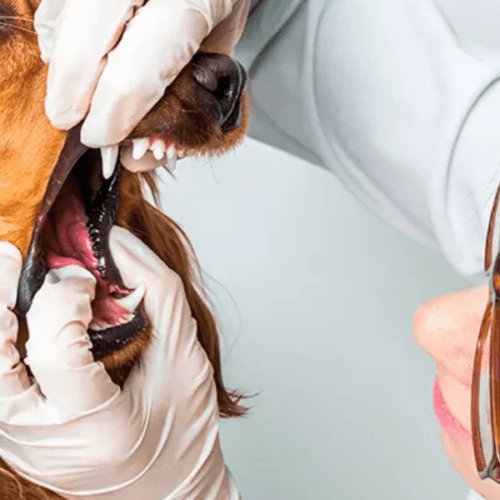 Laringotraqueitis Infecciosa en Perros: Síntomas y Cuidados para Aliviar a tu Mascota.
