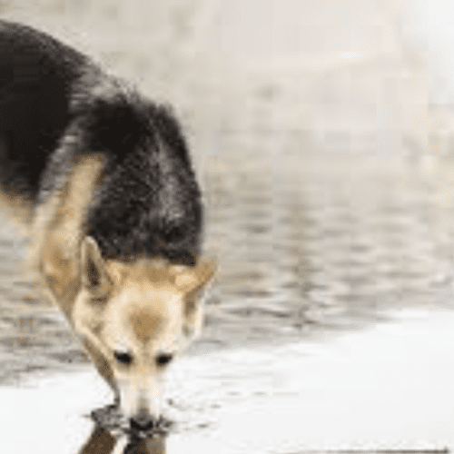 Leptospirosis en Perros: Una Enfermedad Peligrosa que Puedes Prevenir.