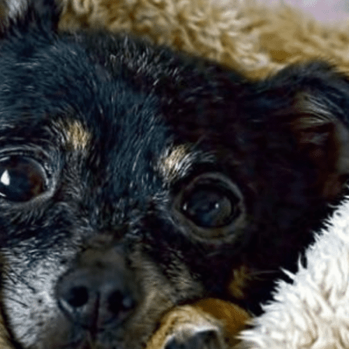 Parainfluenza en Perros: Todo lo que Necesitas Saber para Proteger a tu Mascota.
