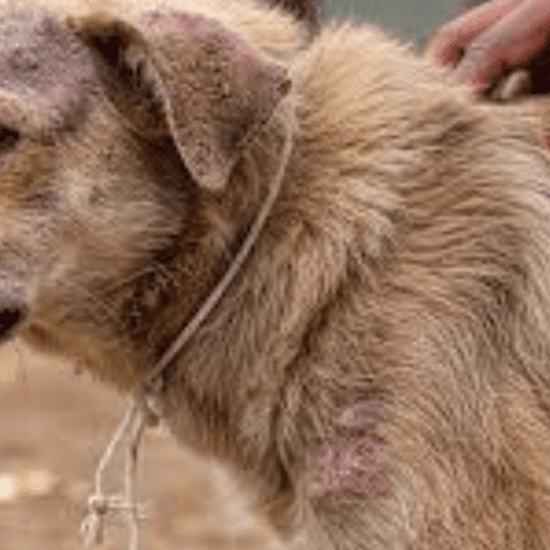 Sarna Demodéctiva en Perros: Síntomas y Tratamiento Natural.