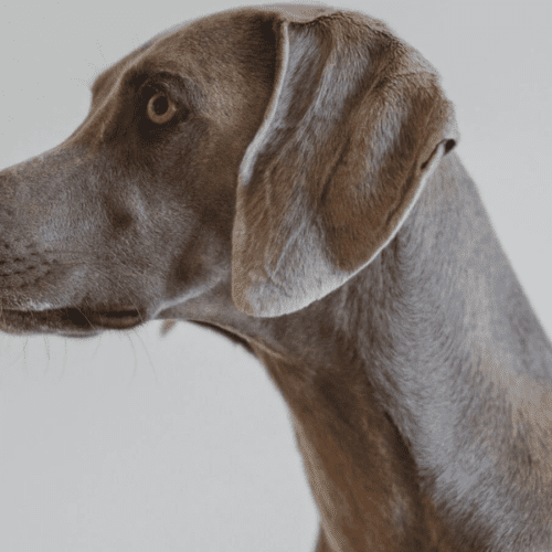 Brucelosis en Perros: La Enfermedad Silenciosa que Amenaza la Salud Reproductiva.
