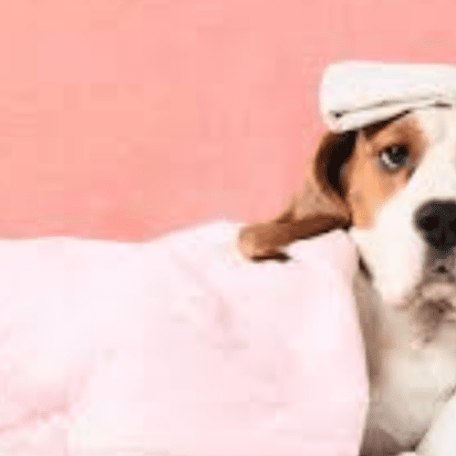 Colitis en Perros: Cómo Reconocerla y Aliviar a Tu Mascota.