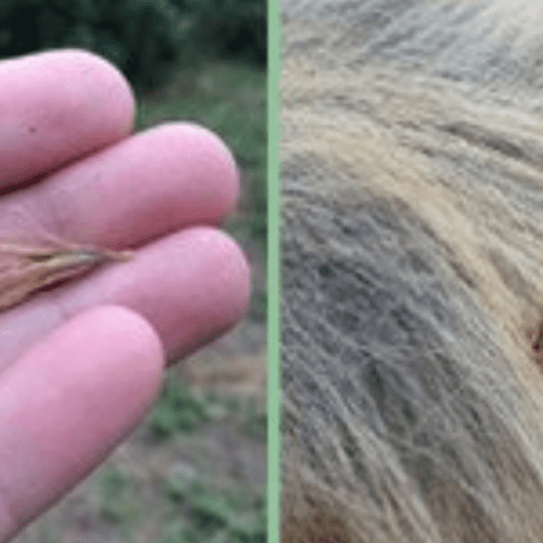 Espigas en Perros: El Peligro Oculto de la Primavera y Cómo Proteger a Tu Mascota.