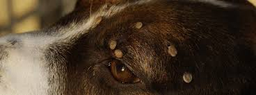 Enfermedad de Lyme en Perros: Síntomas y cuidados para tu canino.