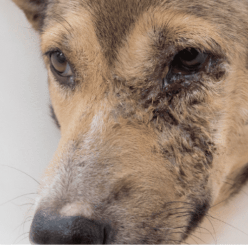 Leishmaniosis en Perros: Síntomas y consejos para ayudar a tu mascota.