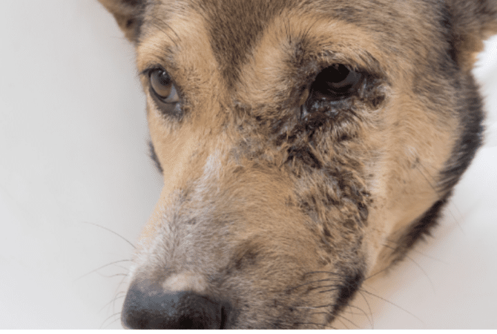 Leishmaniosis en Perros: Síntomas y consejos para ayudar a tu mascota.