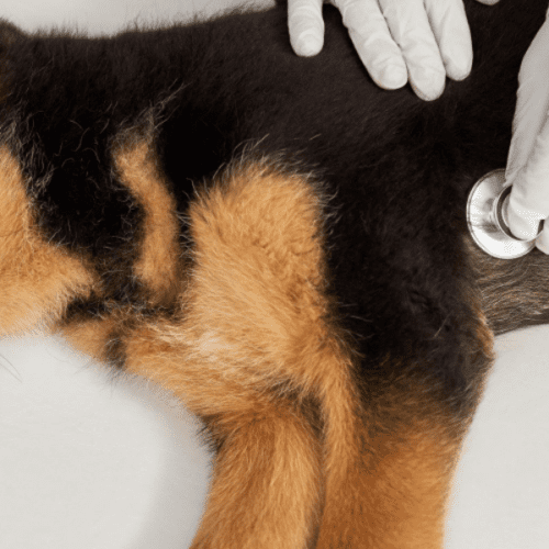 Moquillo en Perros: Síntomas y cómo ayudar a tu amigo peludo.