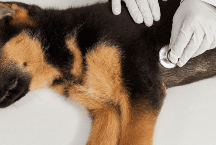 Moquillo en Perros: Síntomas y cómo ayudar a tu amigo peludo.