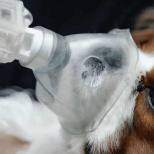 Neumonía en Perros: Cómo Detectar y Tratar esta Infección Respiratoria.