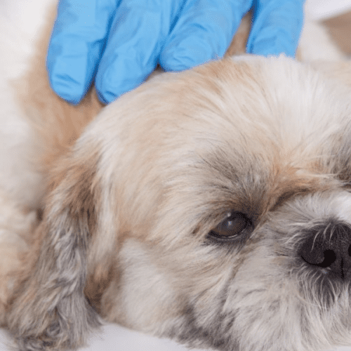 Parvovirus en Perros: Una Amenaza Mortal que Todo Dueño Debe Conocer.