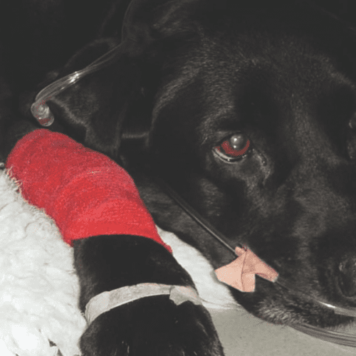 Cardiopatía Isquémica en Perros: Cuidando el Corazón de tu Mejor Amigo.