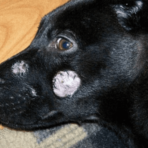 Tiña en Perros: Cómo Identificar y Tratar esta Infección Fungica.