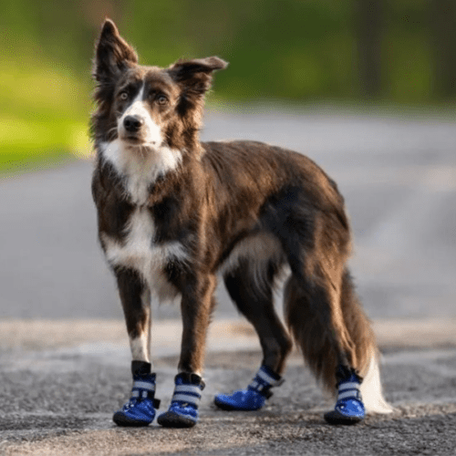 ¡Cuidado con el Asfalto! Cómo Proteger a tu Perro del Calor en Verano.