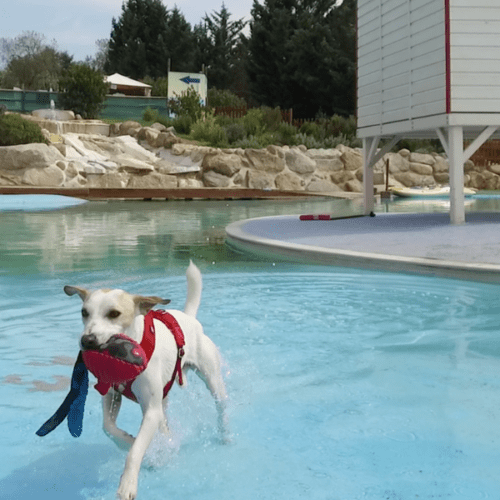 Los Mejores Parques Acuáticos para Perros en España y Cómo Enseñar a Nadar a tu Peludo.
