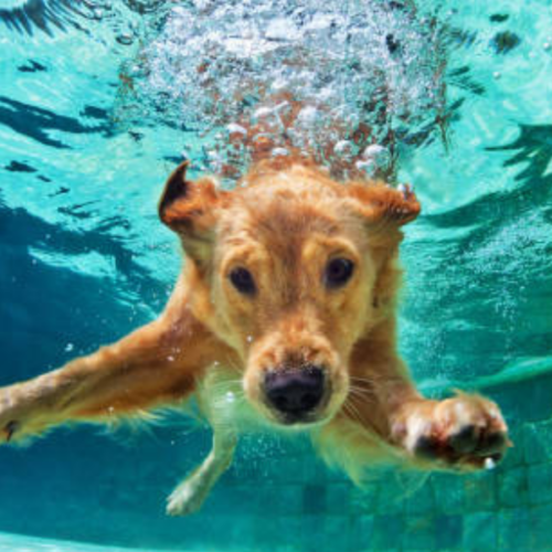 Las Mejores Playas para Llevar a tu Perro en Navarra y Cómo Introducirlo al Agua.