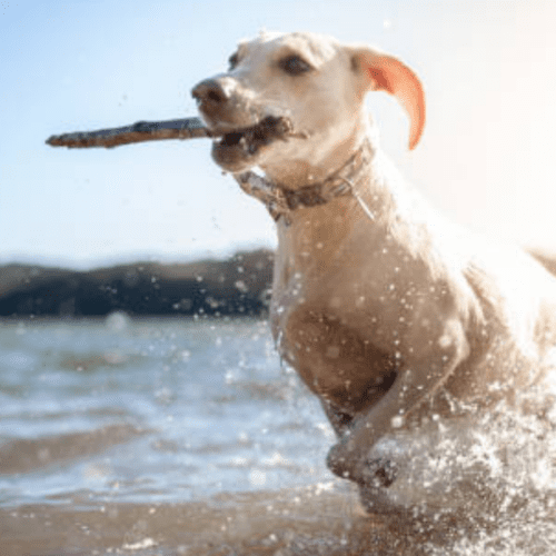 Las Mejores Playas para Perros en Galicia y Juegos para Disfrutar con tu Peludo.