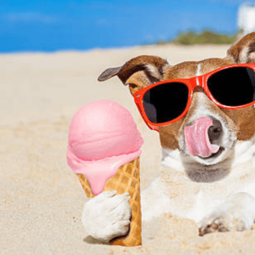 Helados para Perros: La Deliciosa Solución para Refrescarlos en Verano.