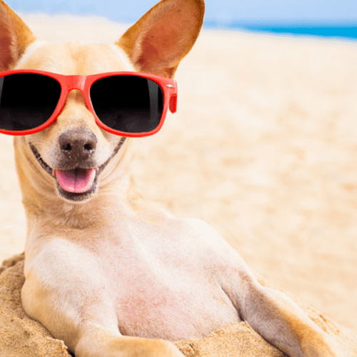Las mejores playas para llevar a tu perro en Valencia y cómo limpiarlo después.