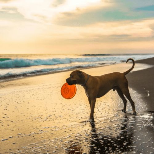 Descubre las Mejores Playas para Perros en Extremadura: Diversión Acuática para tu Peludo.