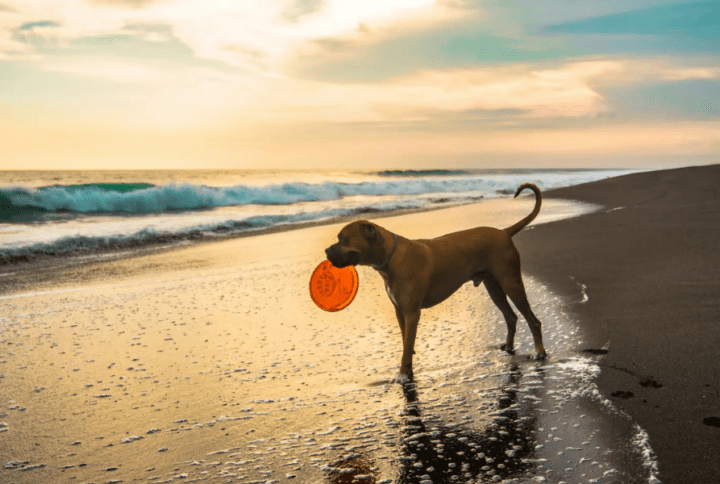 Descubre las Mejores Playas para Perros en Extremadura: Diversión Acuática para tu Peludo.