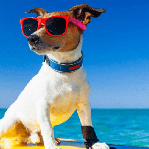 Las Mejores Playas para Perros en Cantabria: Diversión Canina junto al Mar.
