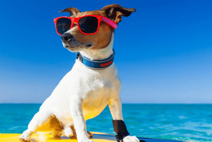 Las Mejores Playas para Perros en Cantabria: Diversión Canina junto al Mar.