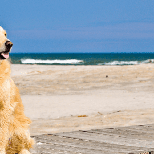 Las Mejores Playas para Perros en Asturias: Diversión y Hidratación para tu Peludo.