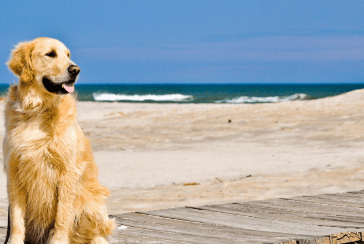 Las Mejores Playas para Perros en Asturias: Diversión y Hidratación para tu Peludo.