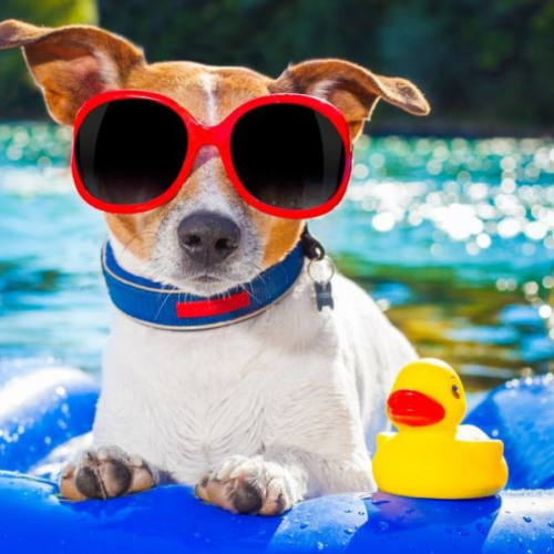 10 Consejos para Proteger a tu Perro del Calor en Verano.