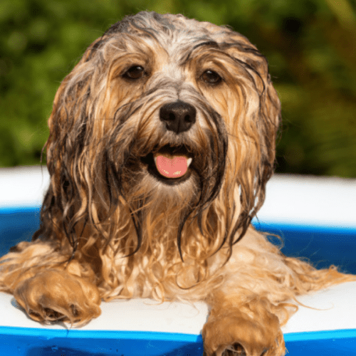 Cómo Saber si tu Perro Pasa Calor y Mantenerlo Hidratado en Verano.