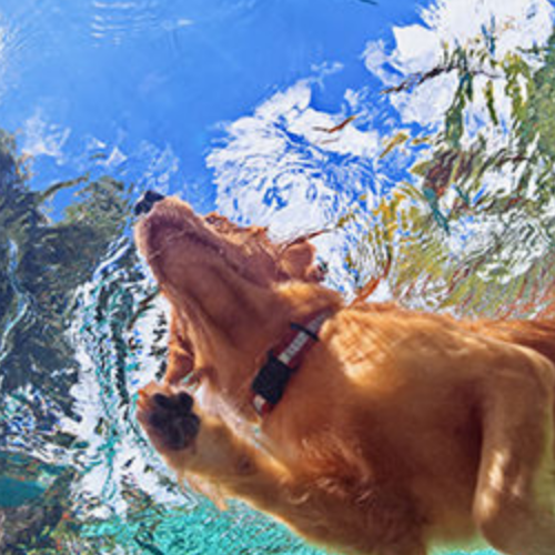 Los Mejores Sitios para Llevar a tu Perro a Refrescarse en Madrid: ¡Su “Playa” en la Ciudad!