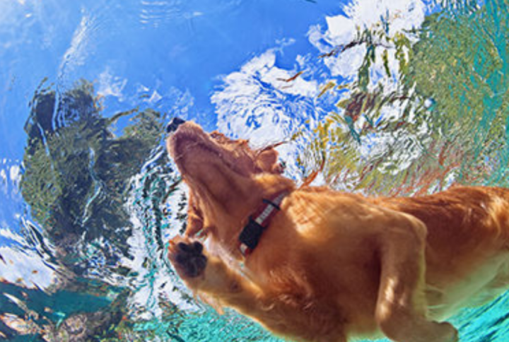 Los Mejores Sitios para Llevar a tu Perro a Refrescarse en Madrid: ¡Su “Playa” en la Ciudad!